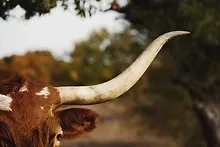 Longhorn a todo color