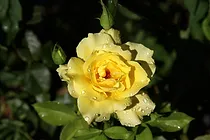 Yellow Rose