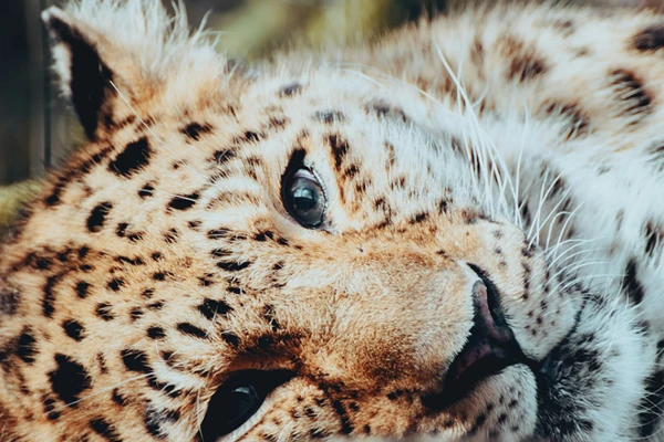 Leopardo