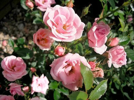 Rosa de Texas